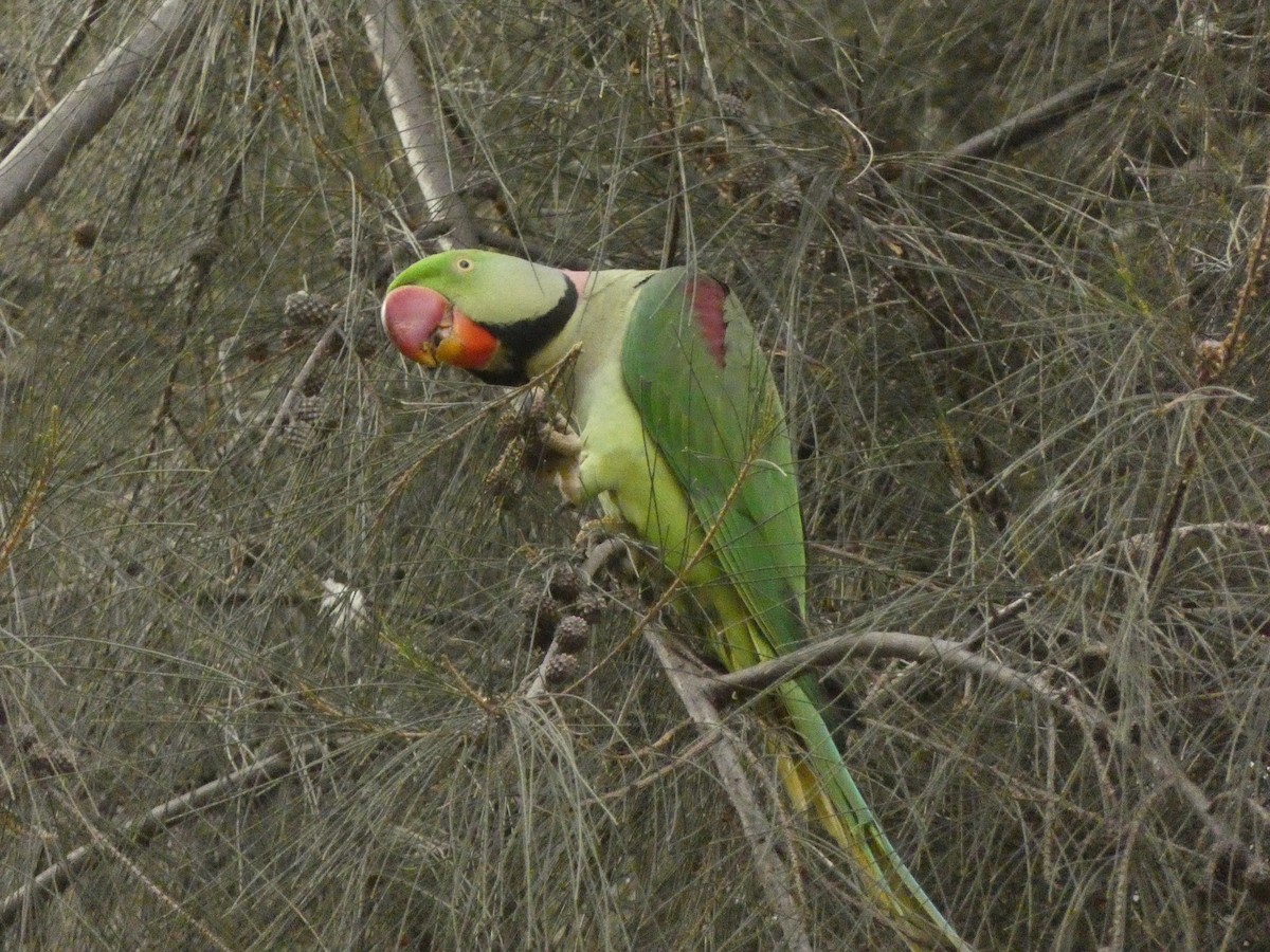 Alexandrine Parakeet - ML611003459