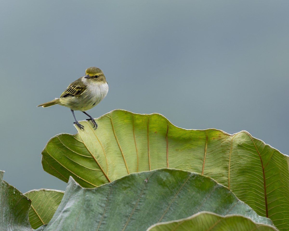 Choco Tyrannulet - Padu Franco