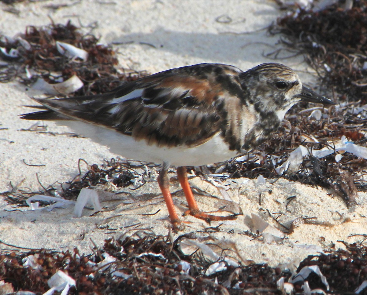 Ruddy Turnstone - ML611003500