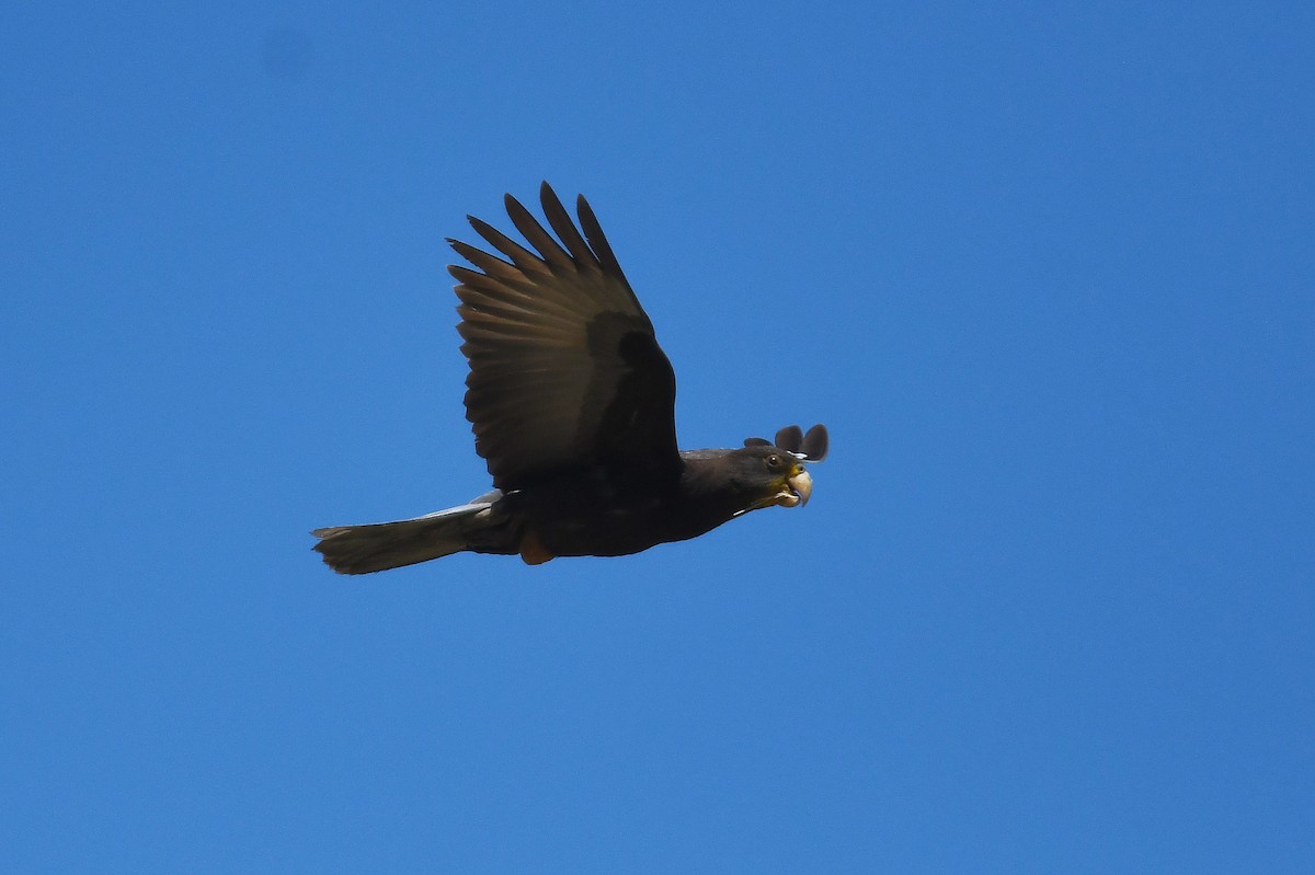 Lesser Vasa Parrot - ML611003521