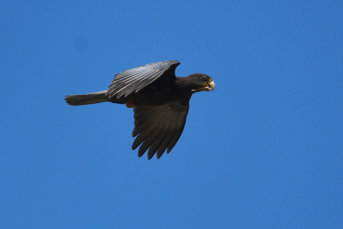 Lesser Vasa Parrot - ML611003523