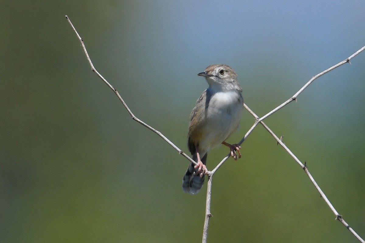 Madagascar Cisticola - ML611003525