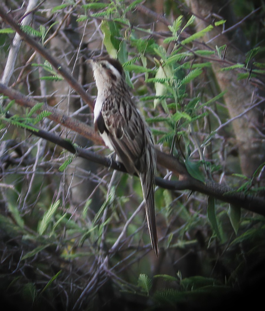 Striped Cuckoo - ML611003528