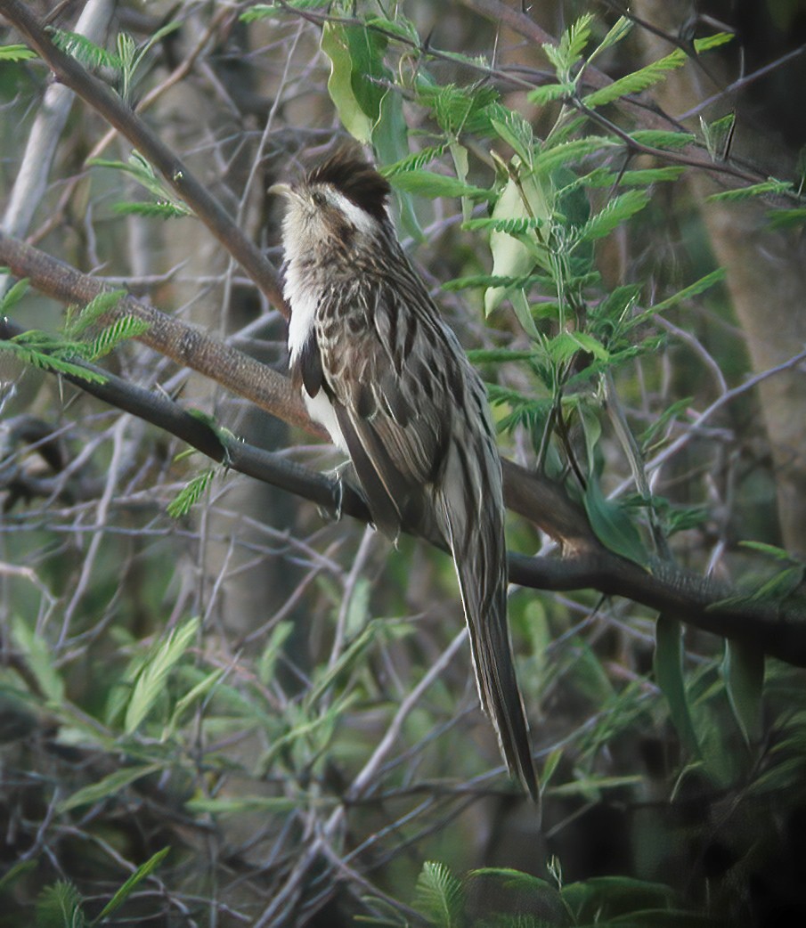 Striped Cuckoo - ML611003529