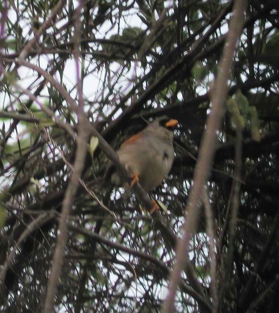 Little Inca-Finch - ML611003555