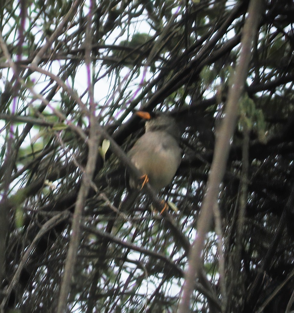 Little Inca-Finch - ML611003556