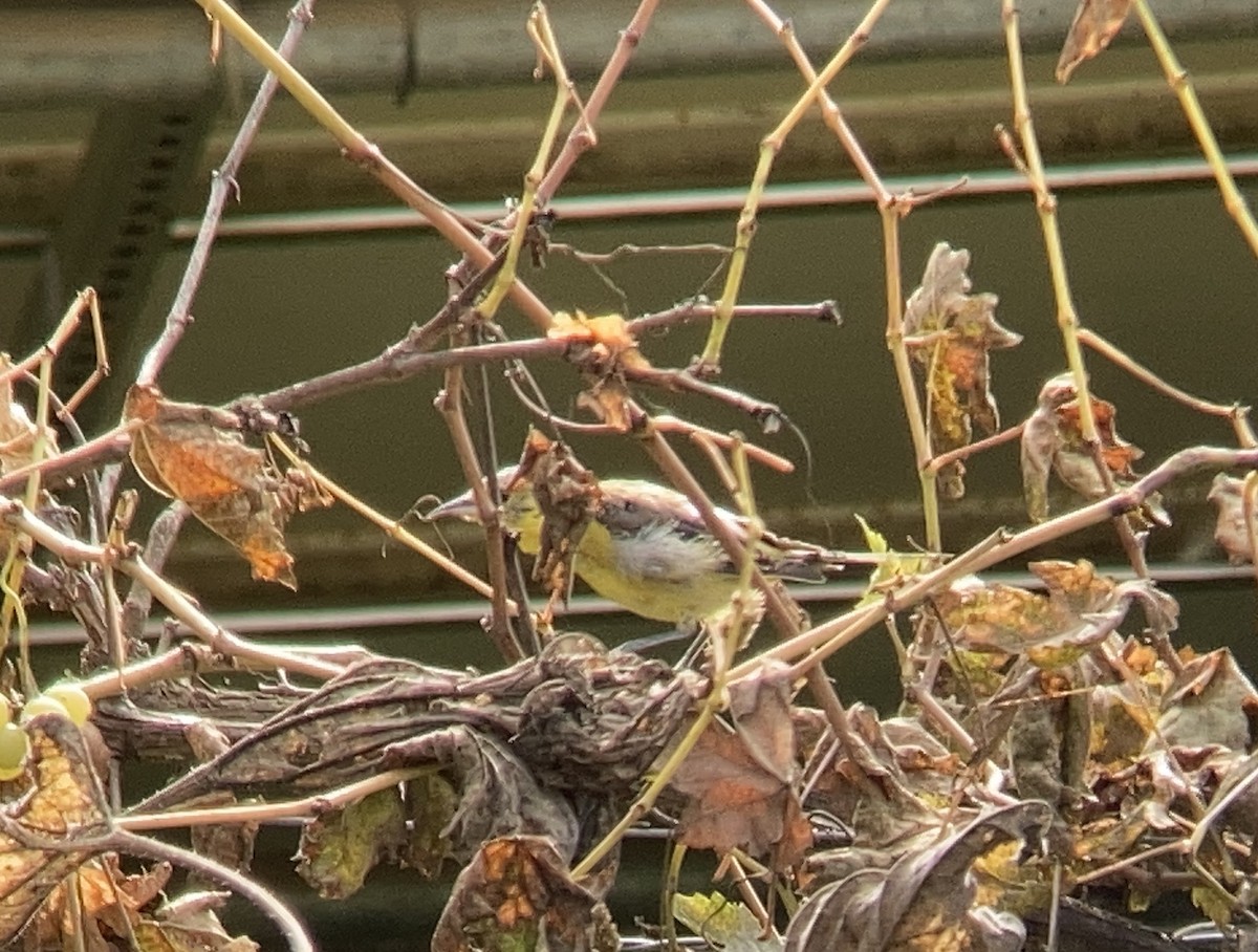 Oriole masqué - ML611003571