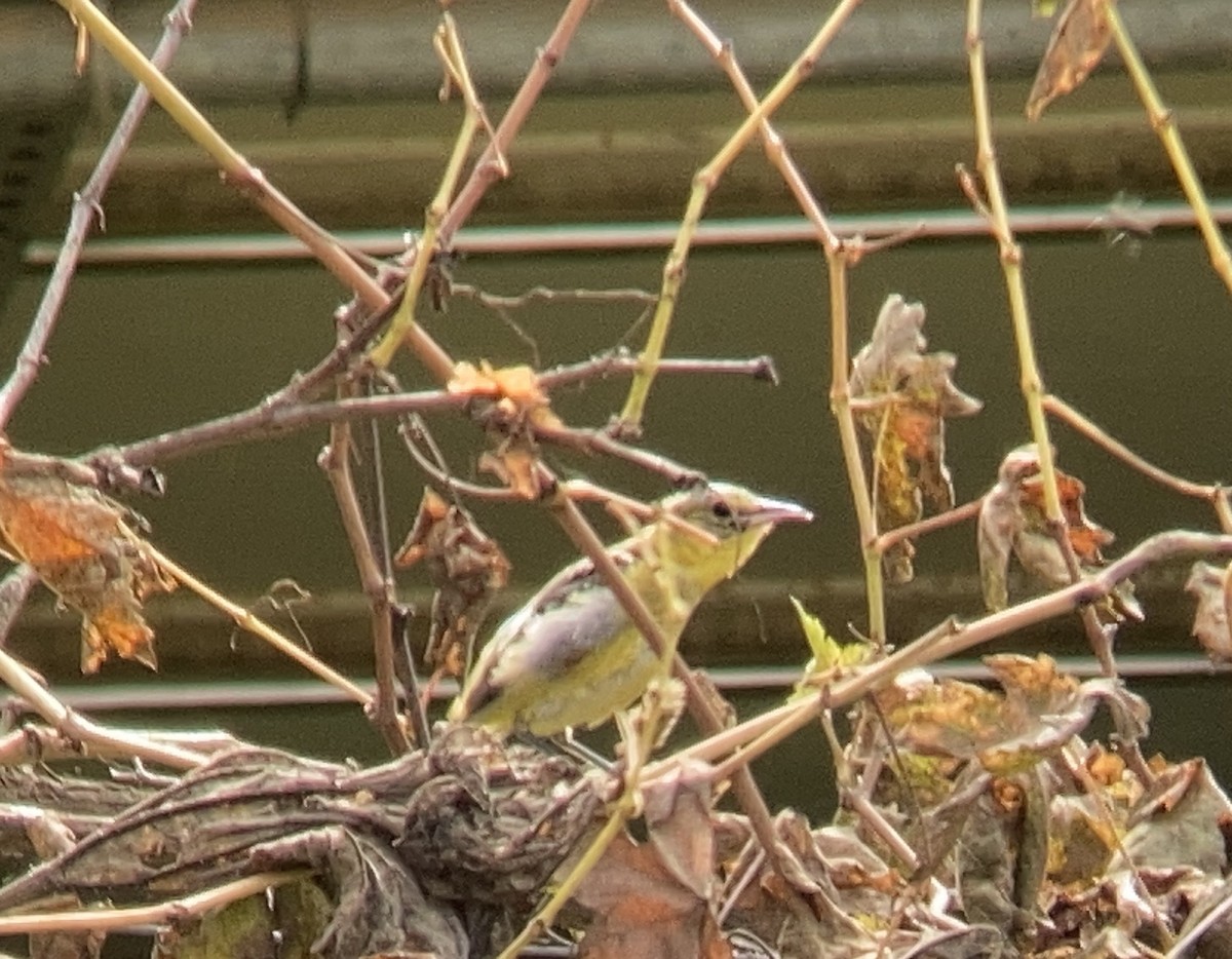 Oriole masqué - ML611003572