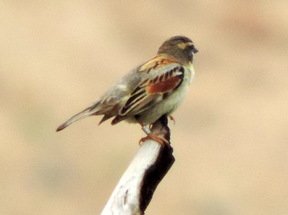 Dead Sea Sparrow - Robin Elliott