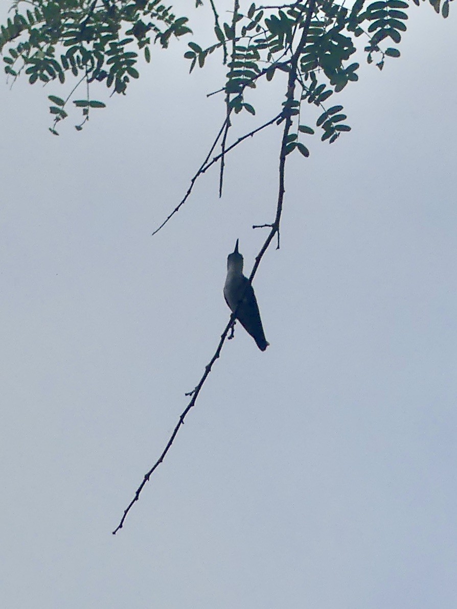 kolibřík běloprsý - ML611003604