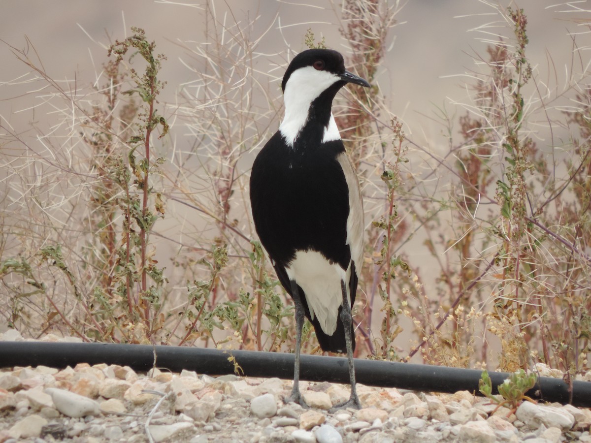 Spur-winged Lapwing - ML611003617