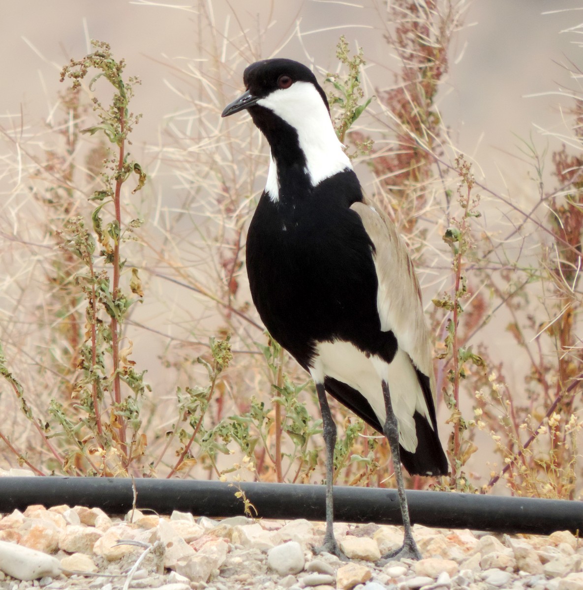 Spur-winged Lapwing - Robin Elliott