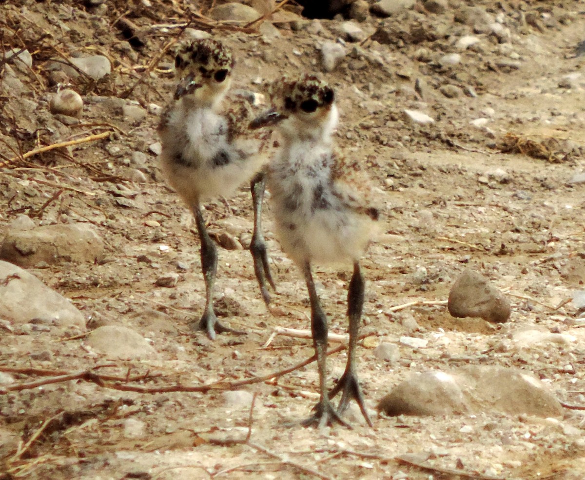 Spur-winged Lapwing - ML611003640