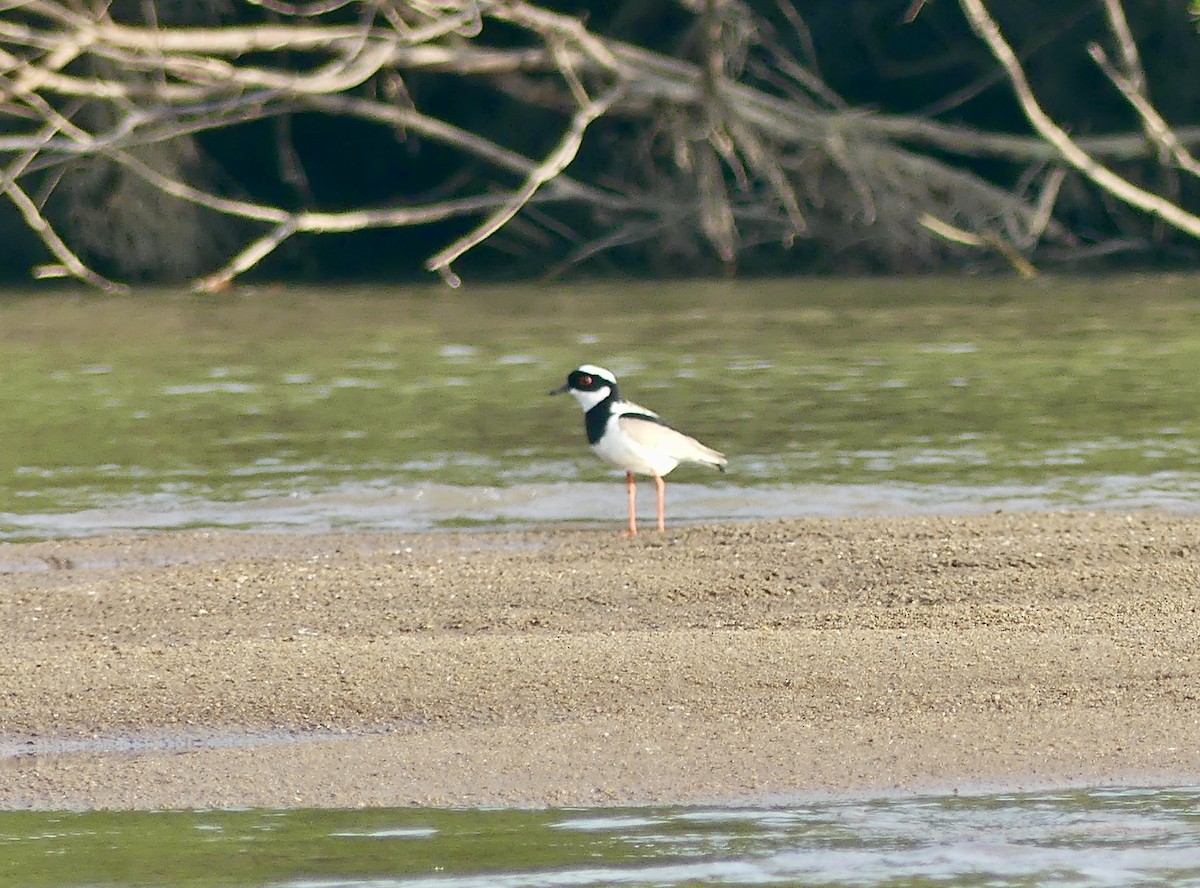 Pied Plover - ML611003650