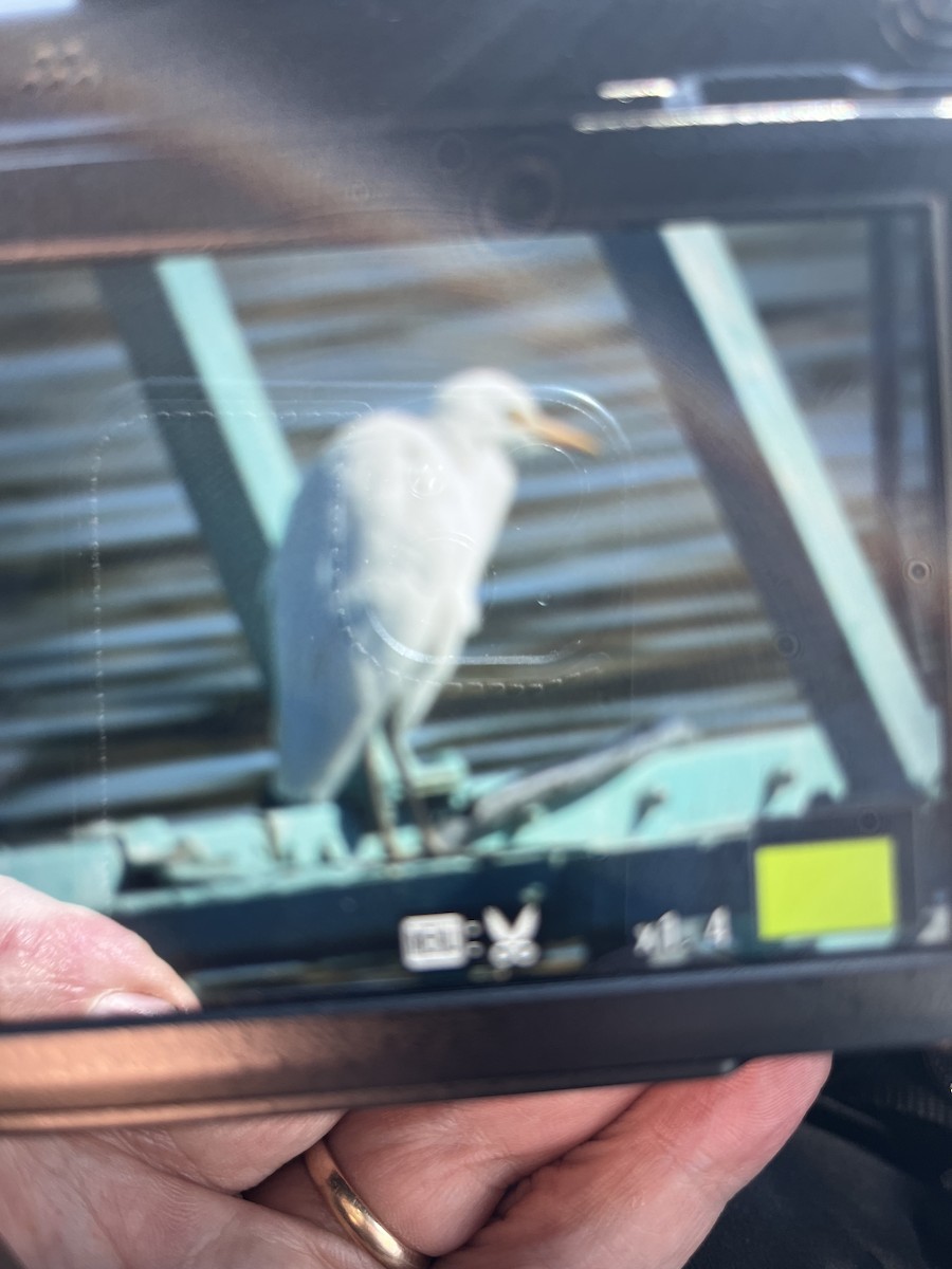 Western Cattle Egret - ML611003690