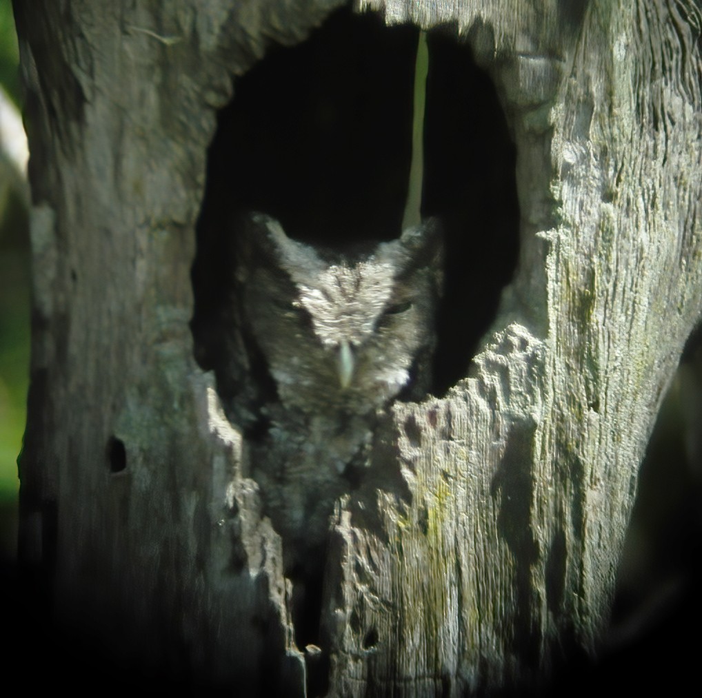Peruvian Screech-Owl - Gary Rosenberg
