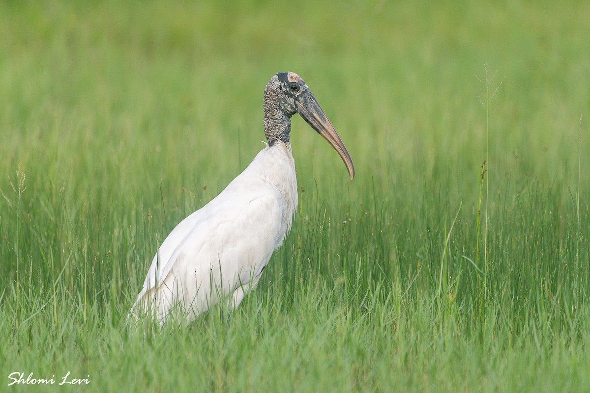 Wood Stork - ML611003738