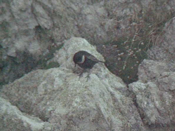 Ring Ouzel - ML611003750