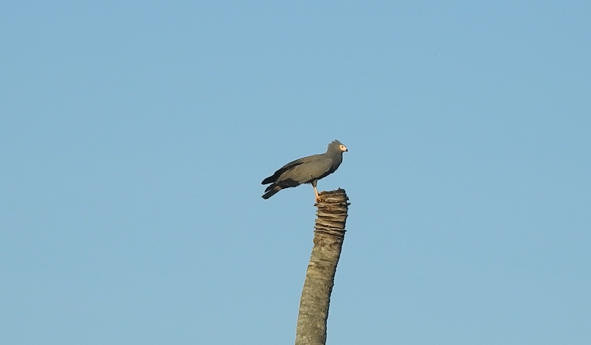 African Harrier-Hawk - ML611003752