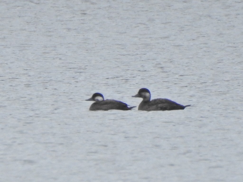 Black Scoter - ML611003857