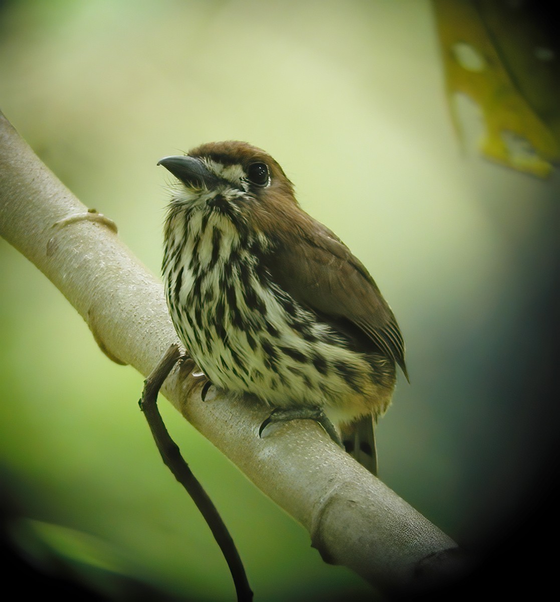 Lanceolated Monklet - Gary Rosenberg