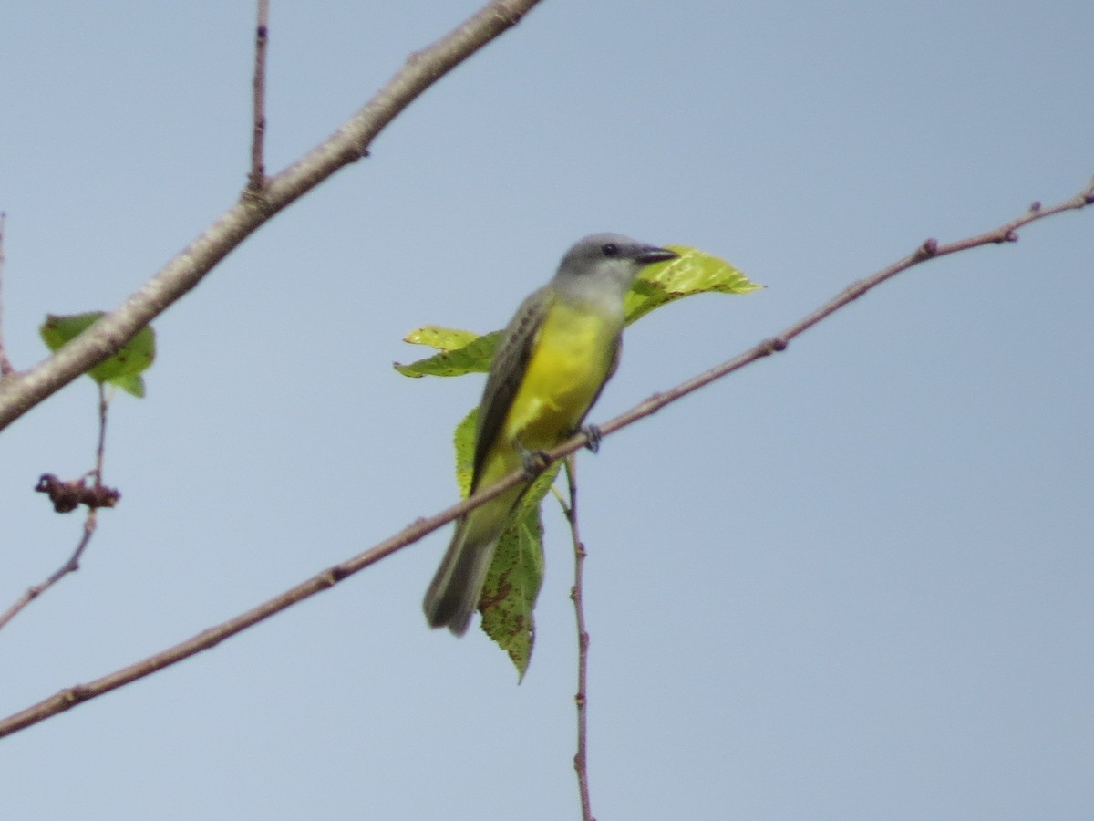 Couch's Kingbird - Robert Lengacher