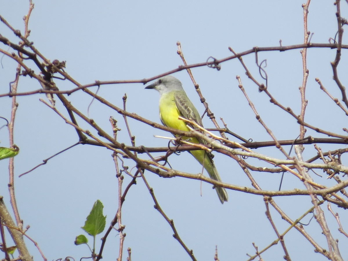 Couch's Kingbird - ML611004045