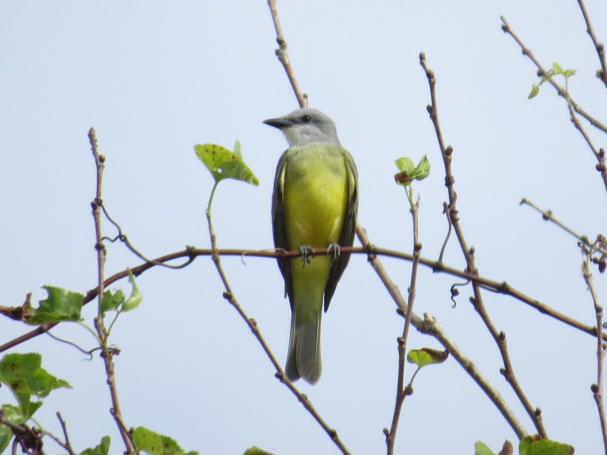 Couch's Kingbird - ML611004047