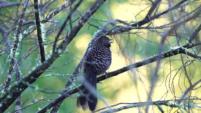 Large-tailed Antshrike - ML611004057