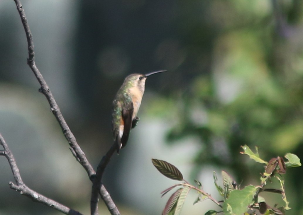 Lucifer Hummingbird - ML611004130