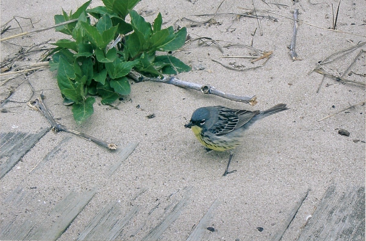 Kirtland's Warbler - David Currie