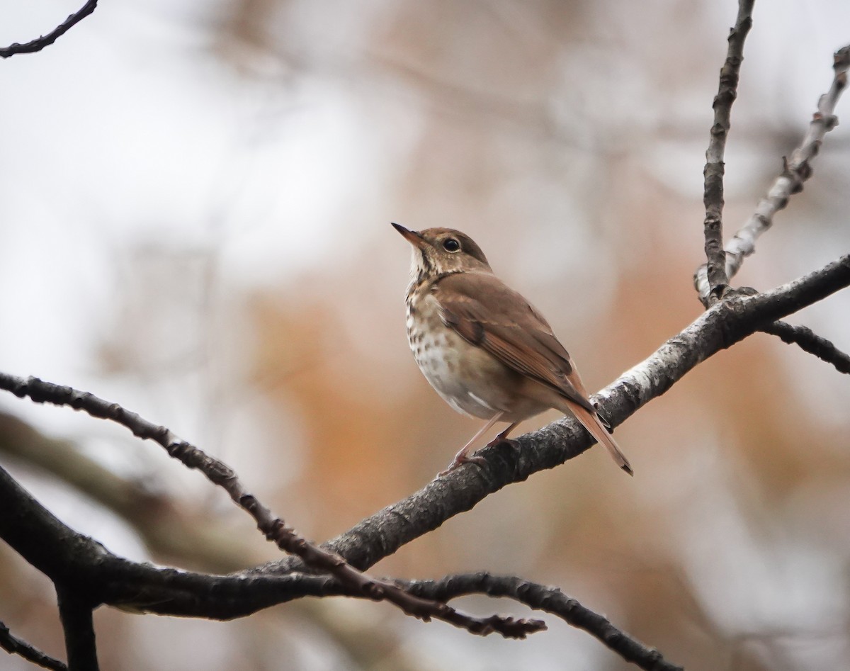 Hermit Thrush - ML611004176