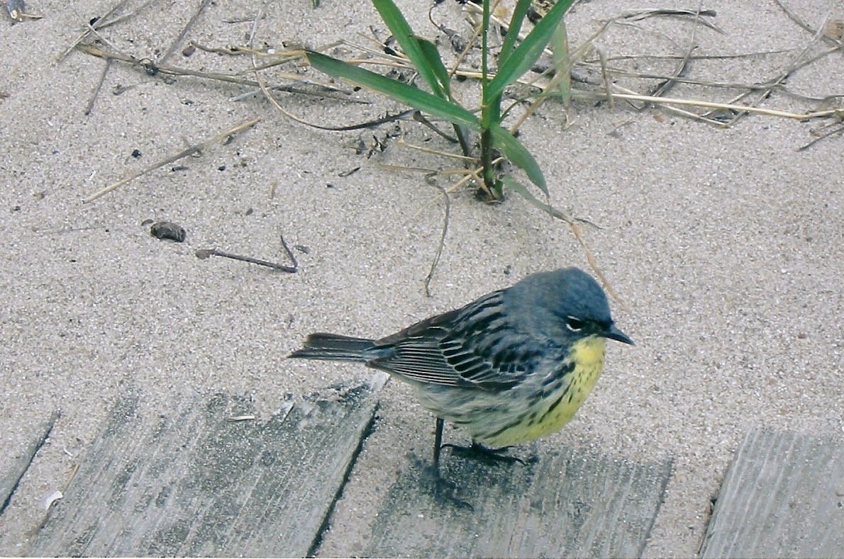 Kirtland's Warbler - ML611004177