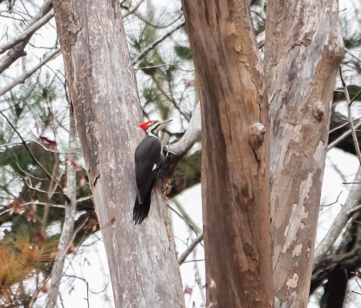 Pileated Woodpecker - ML611004194