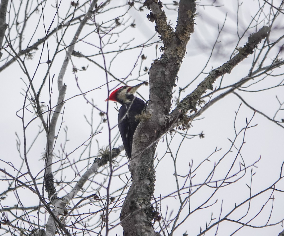 Pileated Woodpecker - ML611004196