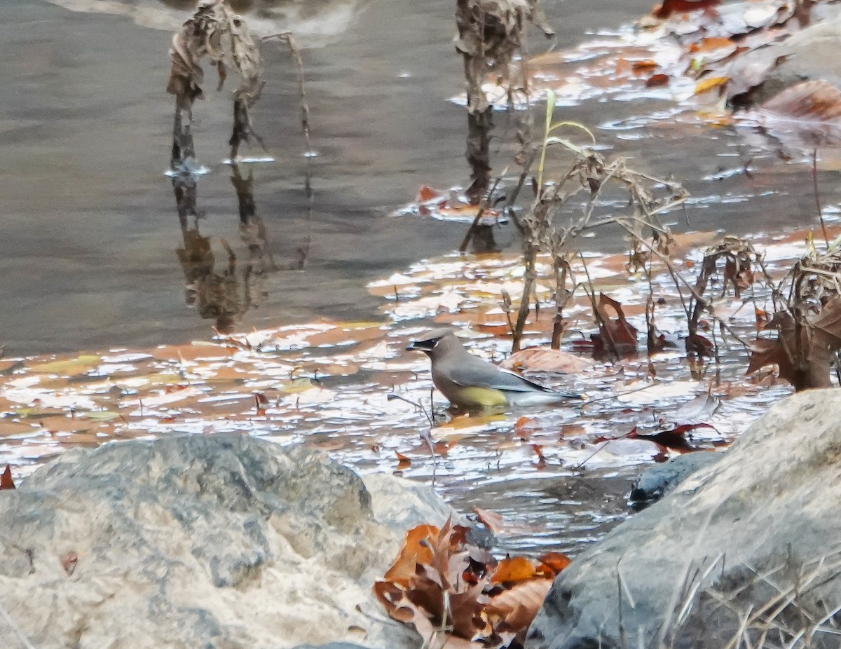 Cedar Waxwing - ML611004201