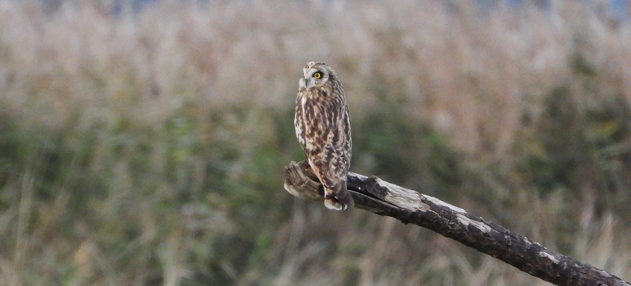 Short-eared Owl - Paul Bowerman