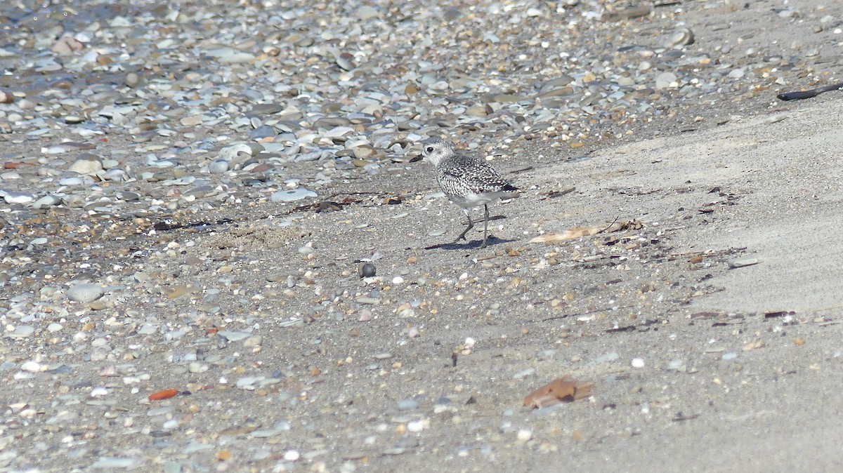 Black-bellied Plover - ML611004251