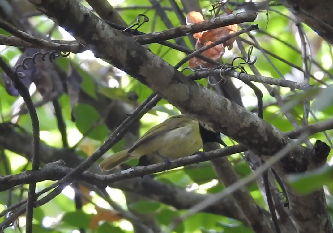 Plain-backed Sunbird - ML611004296