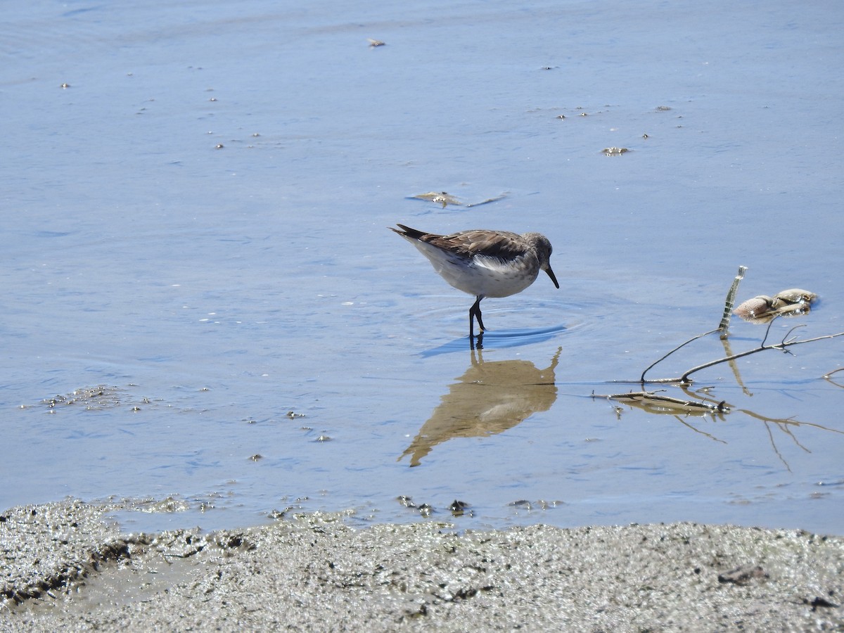 Weißbürzel-Strandläufer - ML611004337