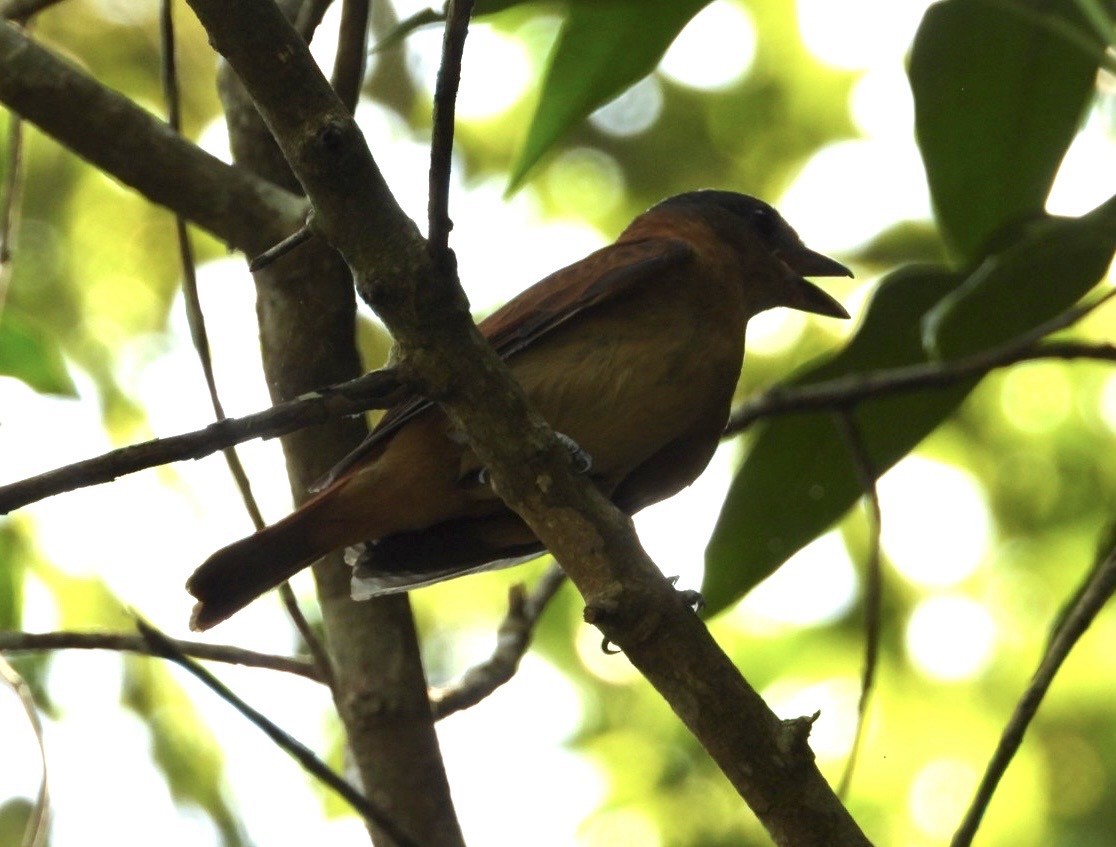 Chestnut-crowned Becard - ML611004338