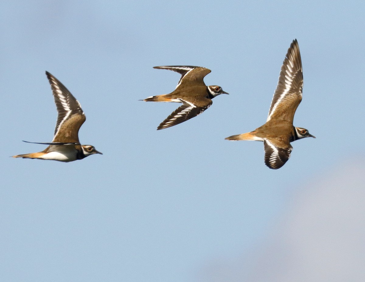 Killdeer - ML611004452