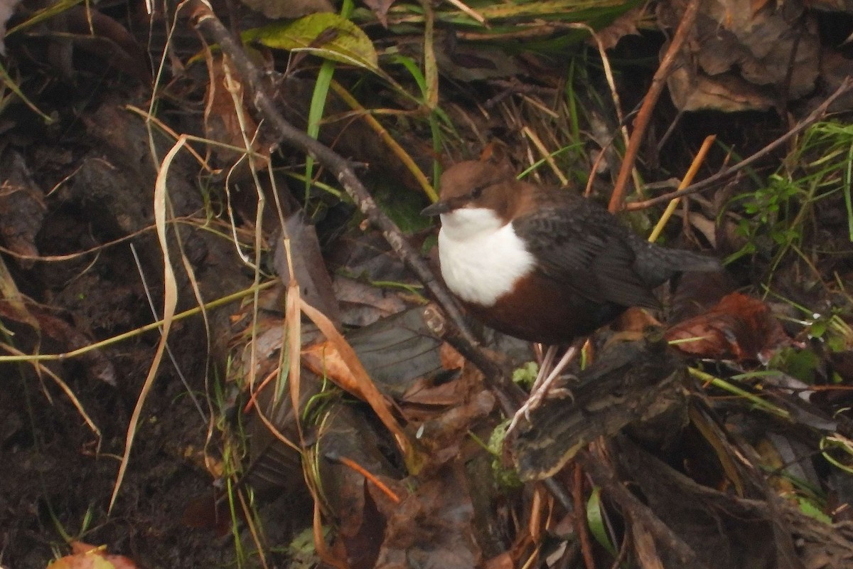 White-throated Dipper - ML611004456