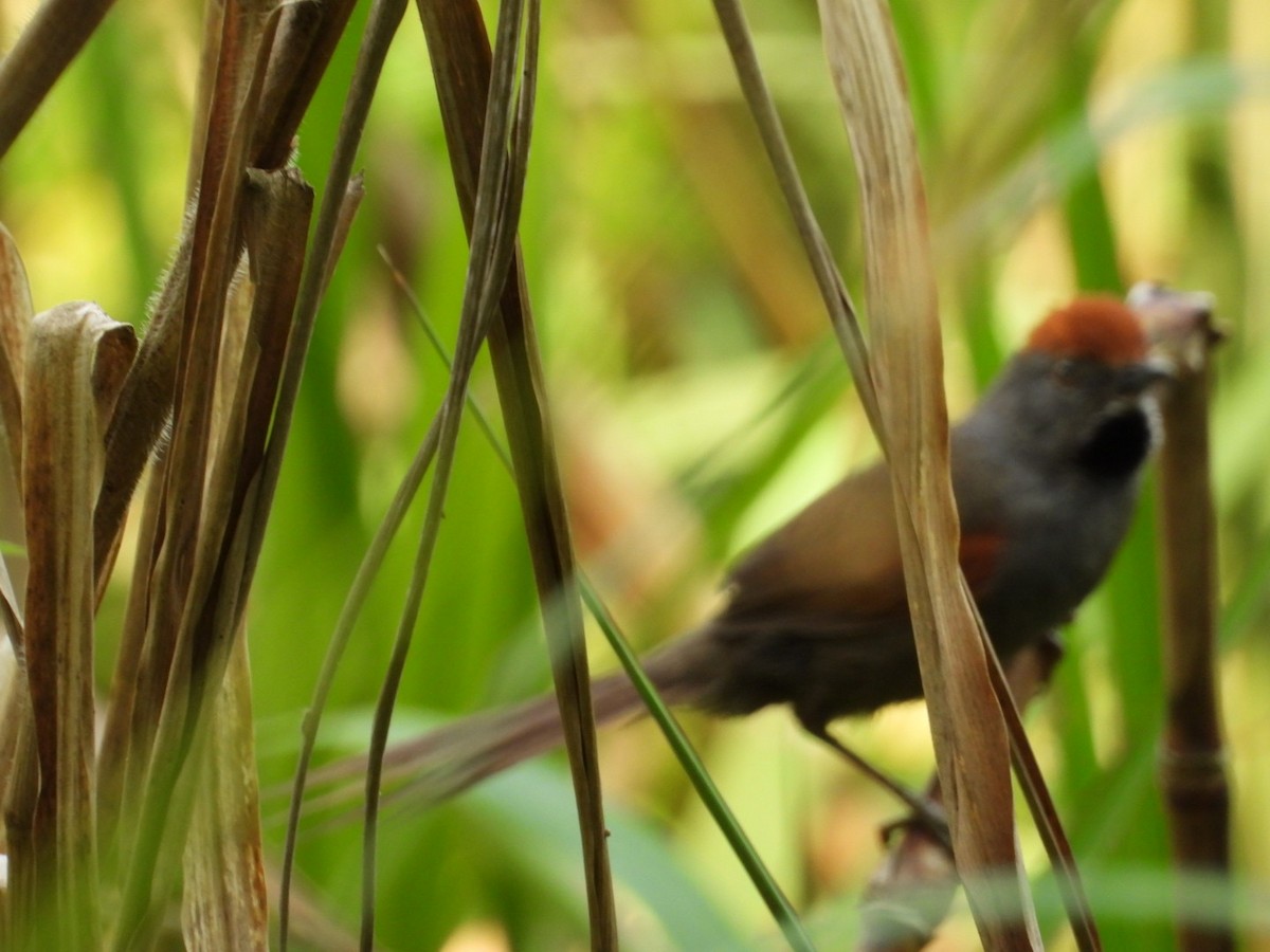 Spix's Spinetail - ML611004642