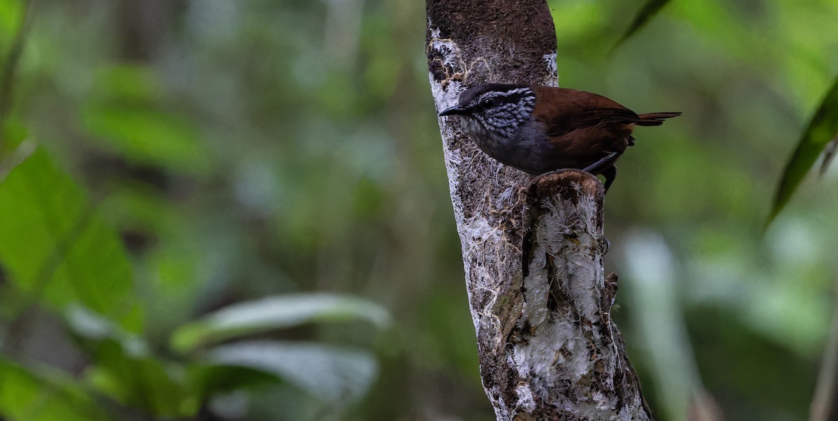 Gray-breasted Wood-Wren - Friedemann Arndt