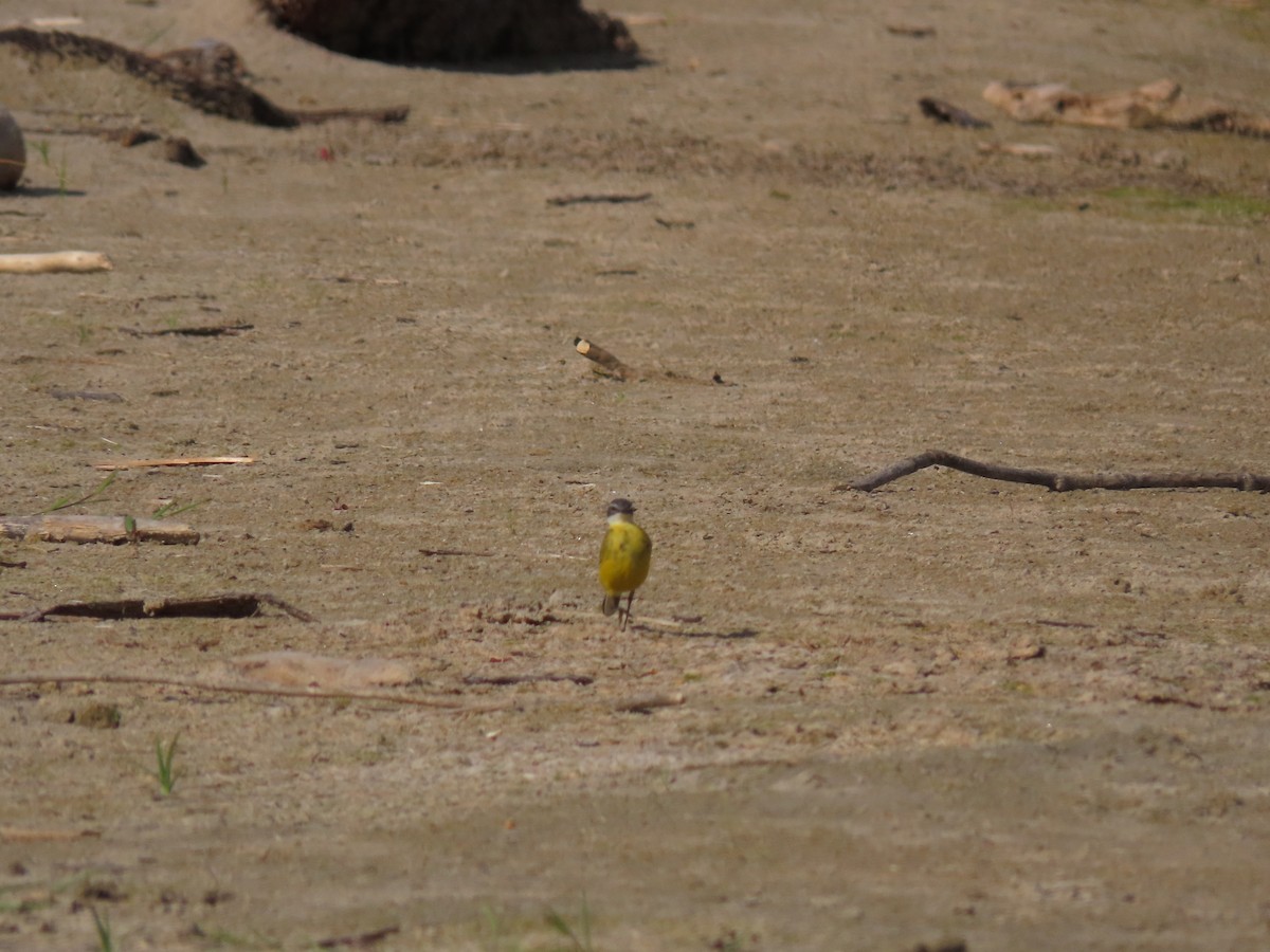 Western Yellow Wagtail (iberiae/cinereocapilla/pygmaea) - ML611004657