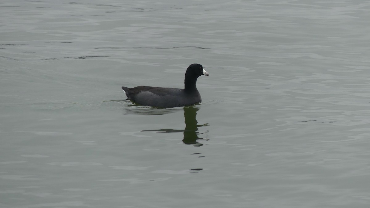 American Coot - ML611004734