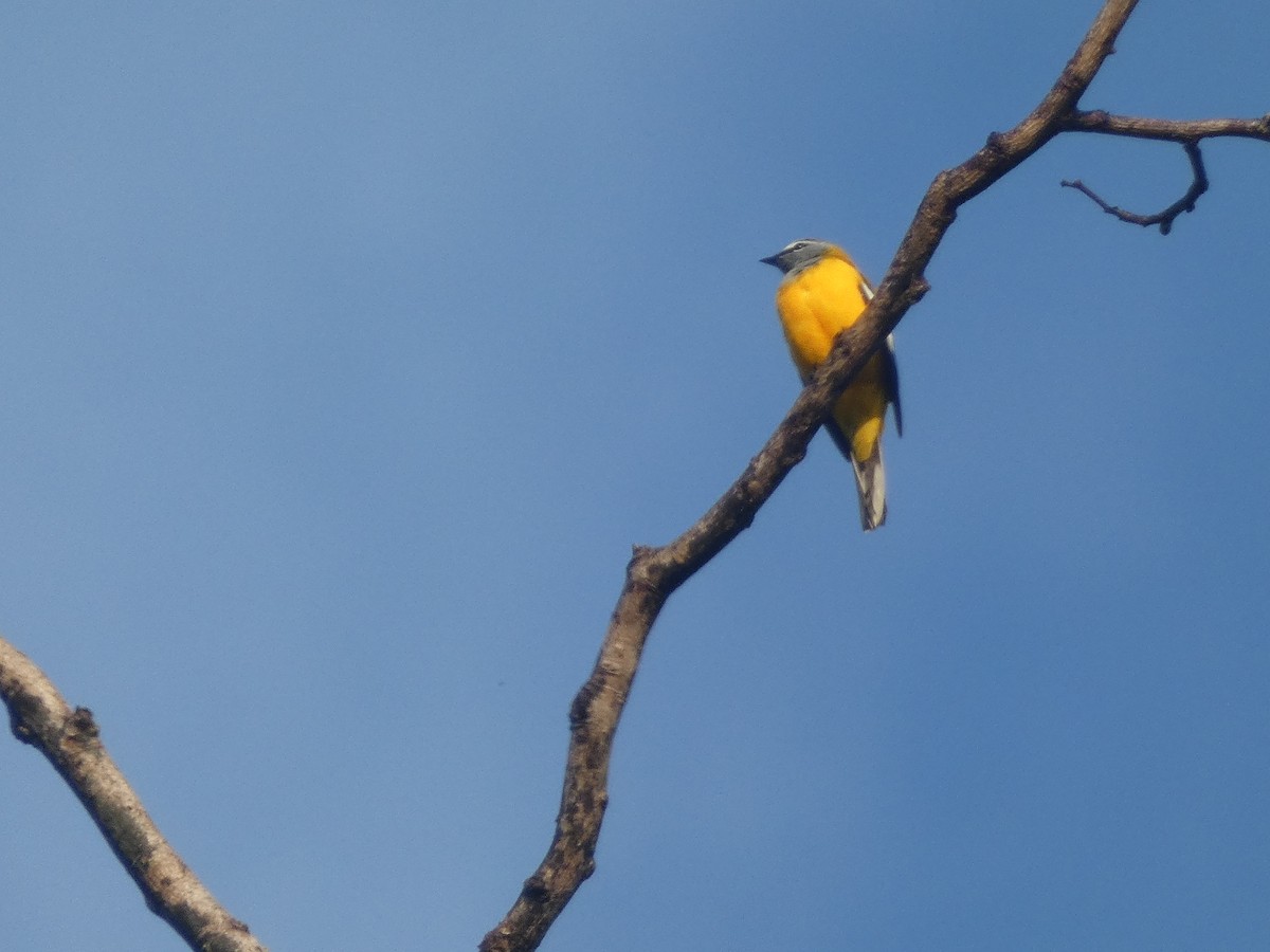 Golden Cuckooshrike - ML611004820