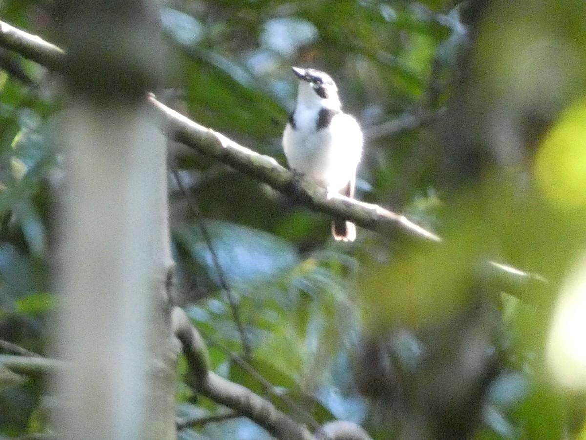 Black-sided Robin - ML611004850
