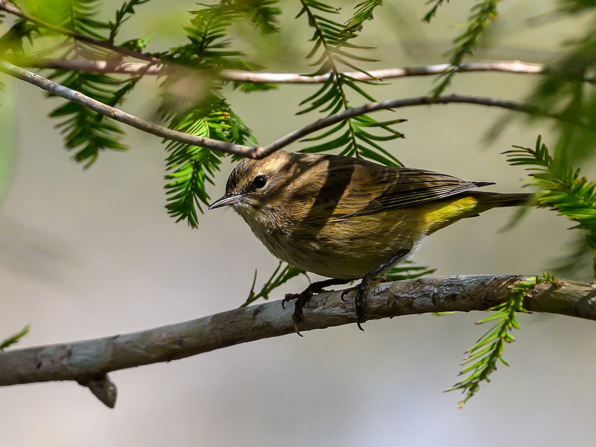 Palm Warbler - ML611004864